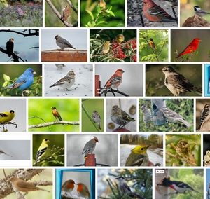 AO – Où sont passés les oiseaux?  Comment aider les oiseaux autour de chez soi?