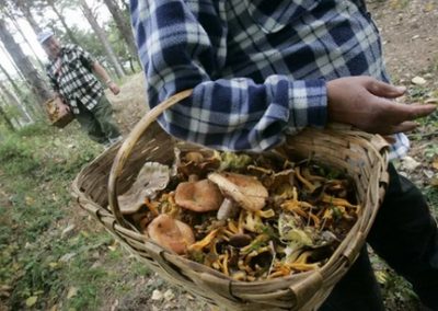 RN – Champignons et plantes comestibles de la forêt boréale – Cueillette  – Nouveau cours