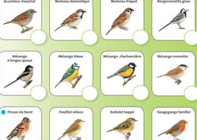 RN – Ornithologie – Introduction à… – Nouveau cours