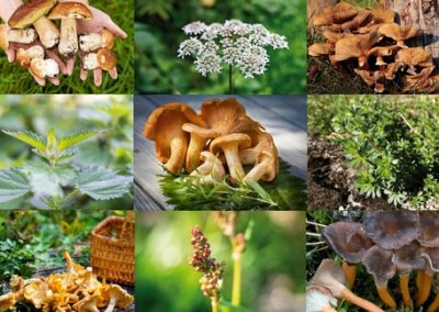 RN – Champignons et plantes comestibles de la forêt boréale – initiation
