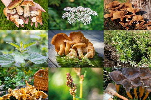 RN – Champignons et plantes comestibles de la forêt boréale – initiation  – Nouveau cours