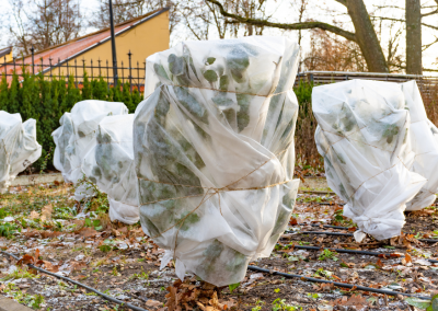 AA – Arbres fruitiers de l&rsquo;automne au printemps