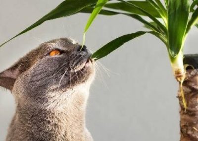 AA – Plantes d’intérieur toxiques pour vos animaux